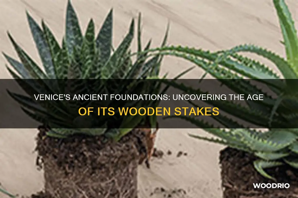 how old are the wood stakes supporting venice