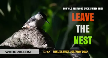 When Do Wood Duck Chicks Fledge and Leave the Nest?