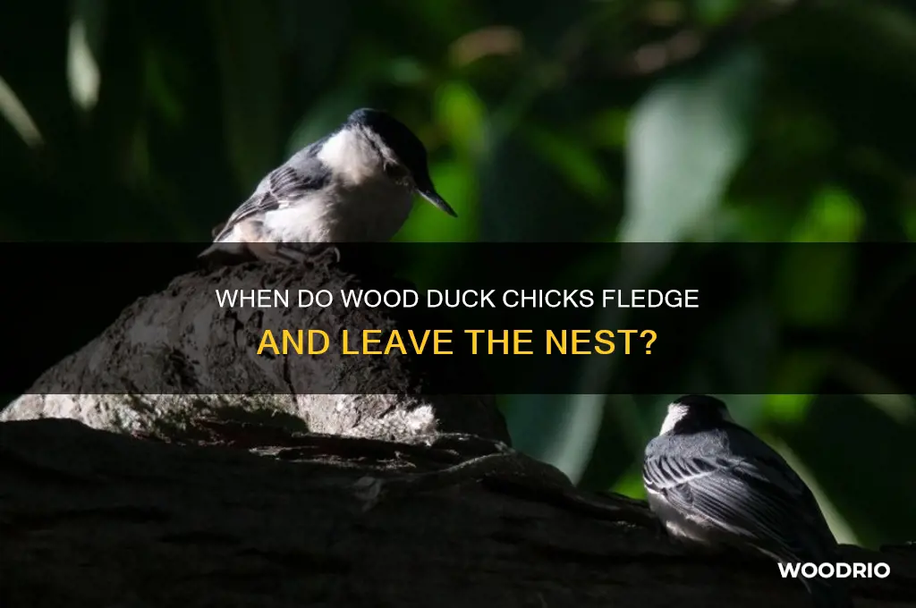 how old are wood ducks when they leave the nest