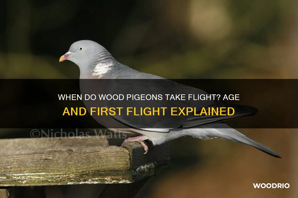 how old are wood pigeons when they fly
