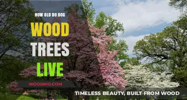 Discovering the Lifespan of Dogwood Trees: How Long Do They Live?