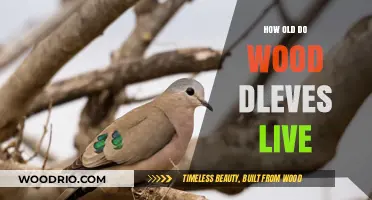 Unveiling the Lifespan of Wood Doves: How Long Do They Live?