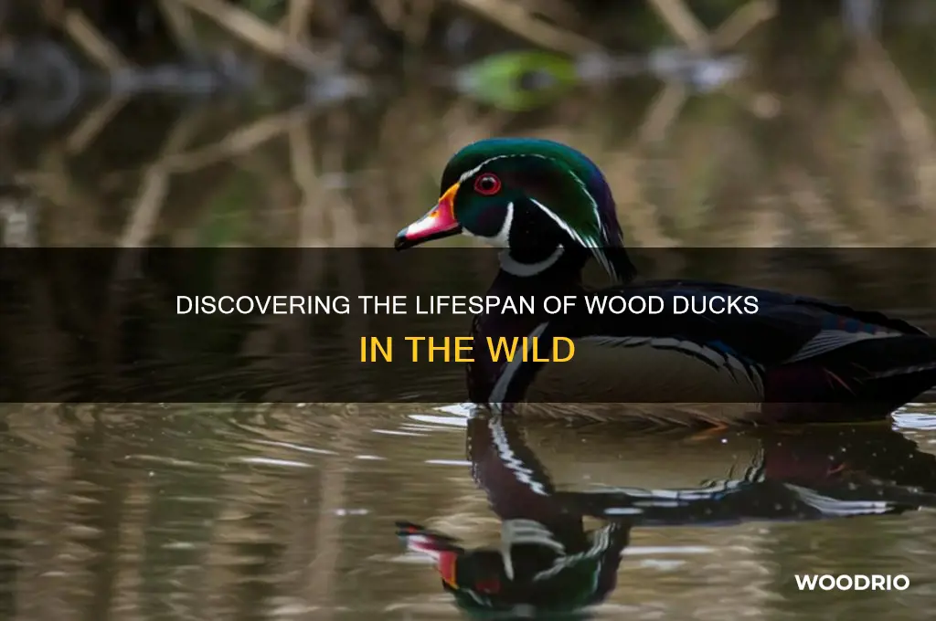 how old do wood ducks live