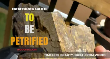 Petrified Wood: Unveiling the Age-Old Transformation Process