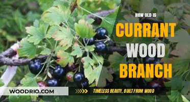 Determining the Age of Currant Wood Branches: A Comprehensive Guide