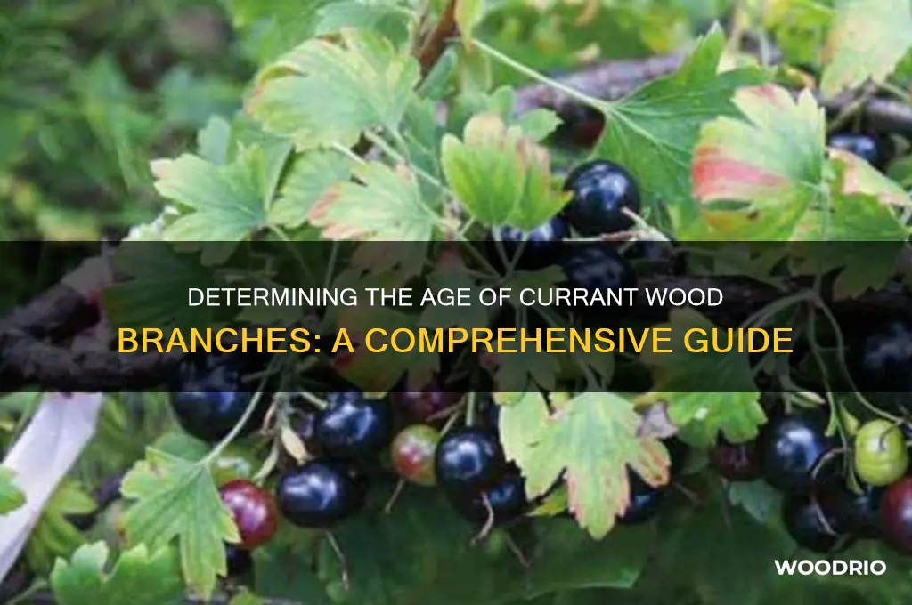 how old is currant wood branch