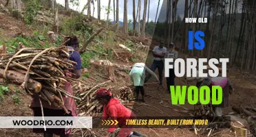 Unveiling the Timeless Mystery: Determining the Age of Forest Wood