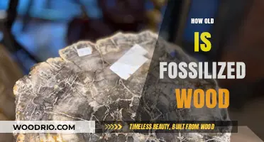 Unveiling the Ancient Secrets: Determining the Age of Fossilized Wood
