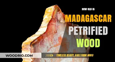 Unveiling Madagascar's Petrified Wood: Age, Origins, and Timeless Beauty