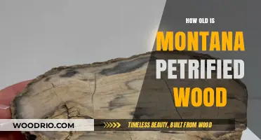 Montana Petrified Wood: Unveiling the Ancient Age of a Fossilized Treasure