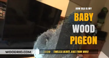 Determining Your Baby Wood Pigeon's Age: A Simple Guide