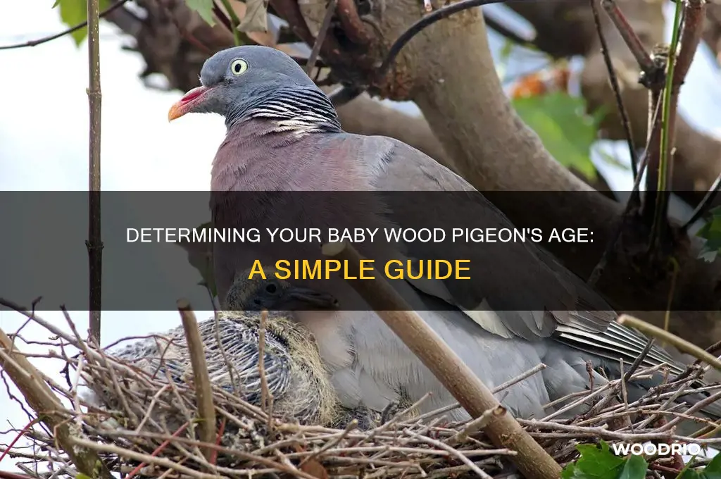 how old is my baby wood pigeon