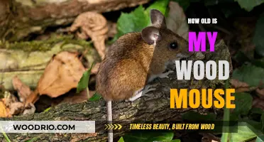 Determining the Age of Your Wood Mouse: A Simple Guide