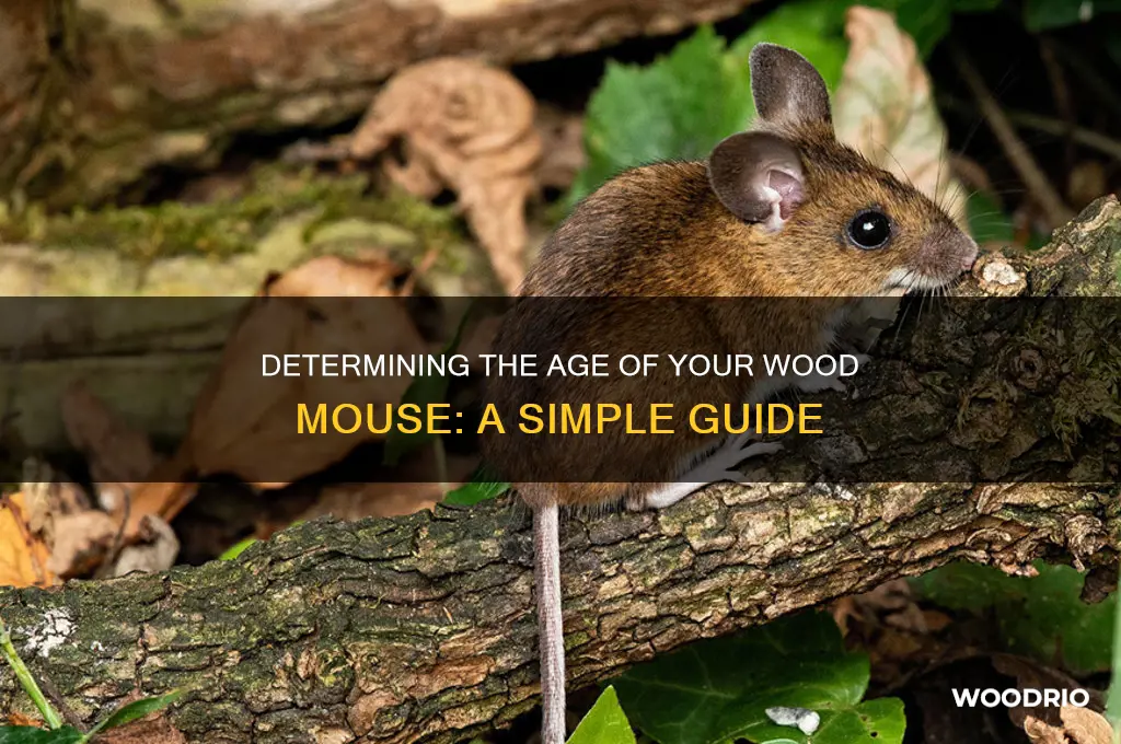 how old is my wood mouse