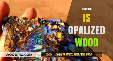 Unveiling the Ancient Mystery: The Age of Opalized Wood Explained