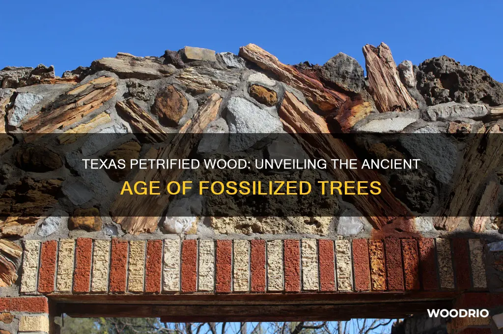 how old is petrified wood from texas