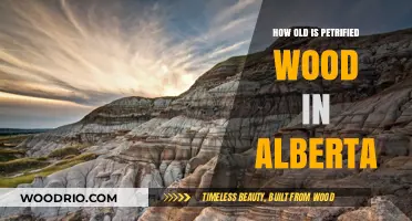 Alberta's Petrified Wood: Unveiling the Ancient Age of Fossilized Trees