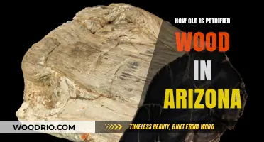 Arizona's Petrified Wood: Unveiling the Ancient Age of Fossilized Trees