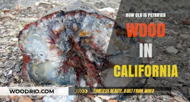 California's Petrified Wood: Unveiling the Ancient Age of Fossilized Trees