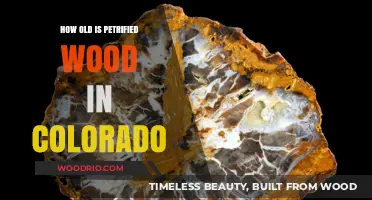 Colorado's Petrified Wood: Unveiling the Ancient Age of Fossilized Trees