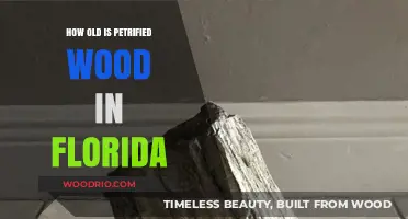 Florida's Petrified Wood: Unveiling the Ancient Age Beneath the Surface