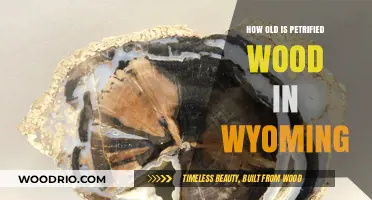 Wyoming's Petrified Wood: Unveiling the Ancient Age of Fossilized Trees