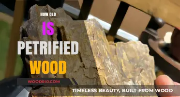 Unveiling the Ancient Mystery: Petrified Wood's Age and Formation