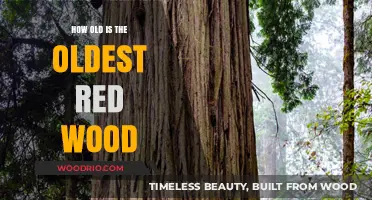 Unveiling the Timeless Majesty of the World's Oldest Redwood Tree