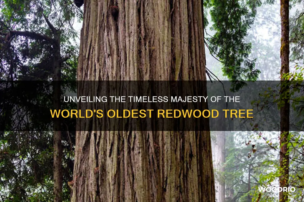 how old is the oldest red wood