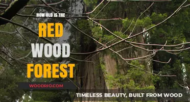 Unveiling the Timeless Mystery of the Ancient Redwood Forest