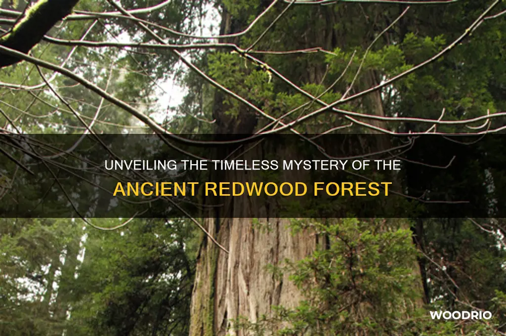 how old is the red wood forest