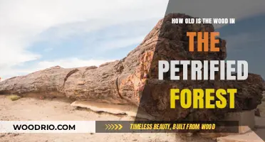 Unveiling the Ancient Secrets of Petrified Forest's Timeless Wood