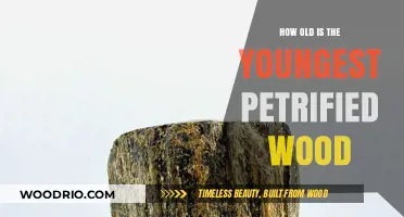 Unveiling the Age of the Youngest Petrified Wood Discovery