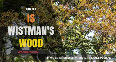 Unveiling Wistman's Wood: Exploring the Ancient Age of This Mystical Forest