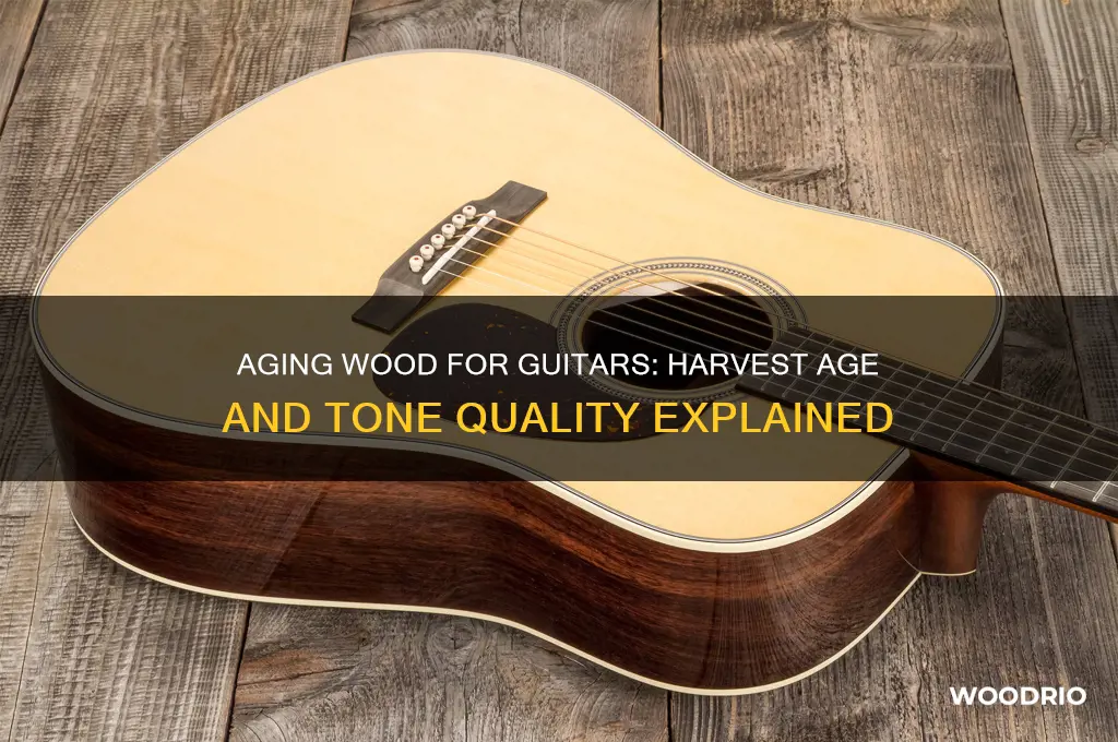 how old is wood harvested for guitars