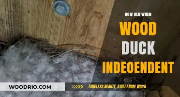 When Do Wood Duck Fledglings Become Independent: A Guide