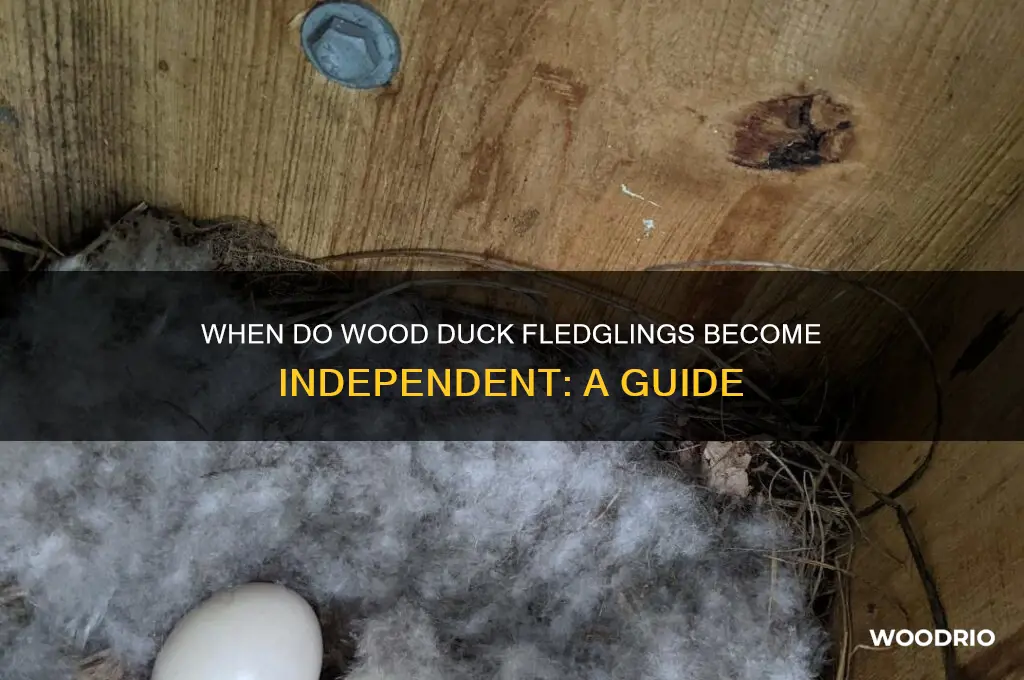 how old when wood duck indeoendent