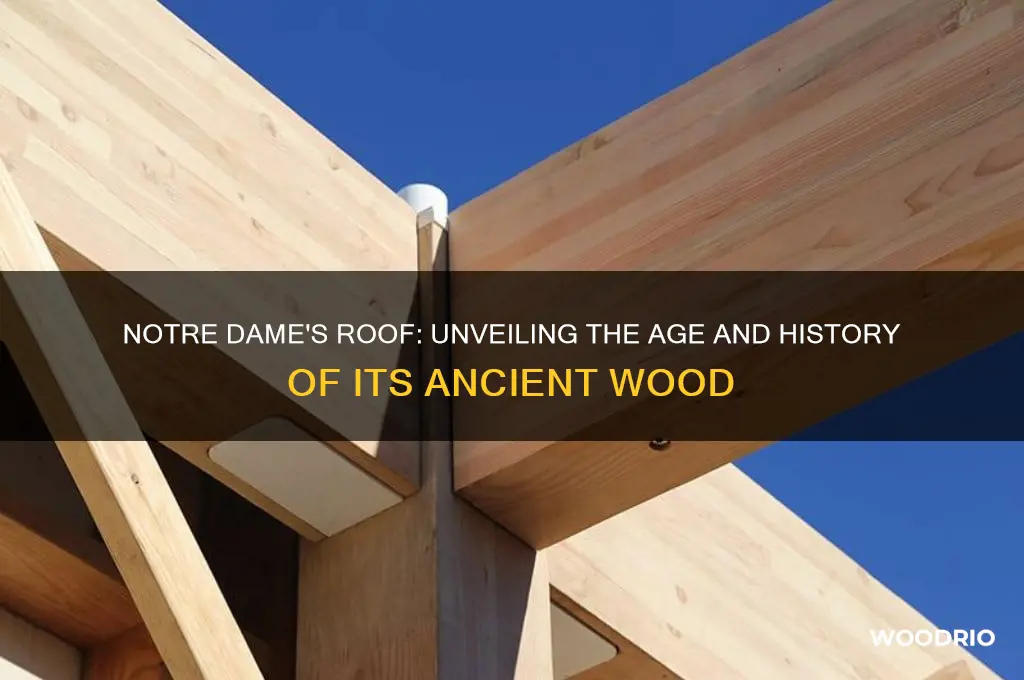 how old wood in roof notre dame