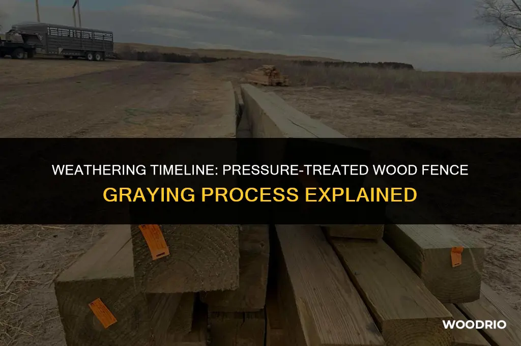 how quickly will my pressure treated wooden fence turn grey