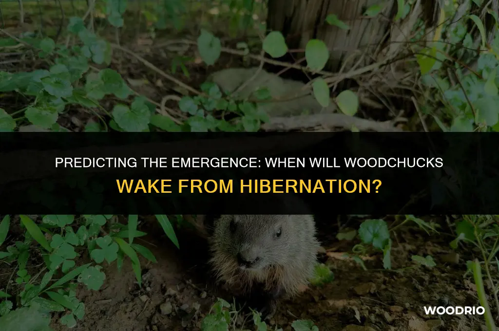 how soon will wood chuck come out a hibnation