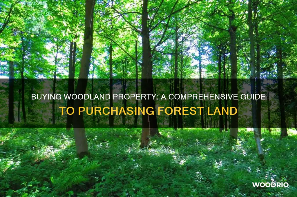 how to buy land in the woods