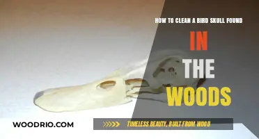 Nature's Keepsake: A Guide to Cleaning and Preserving Bird Skulls