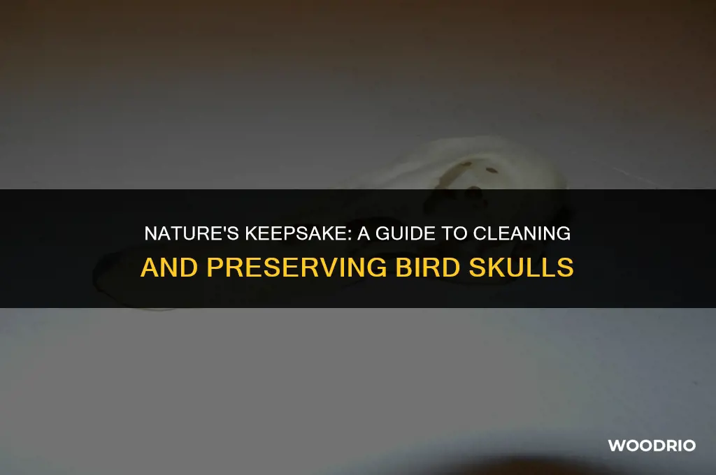 how to clean a bird skull found in the woods