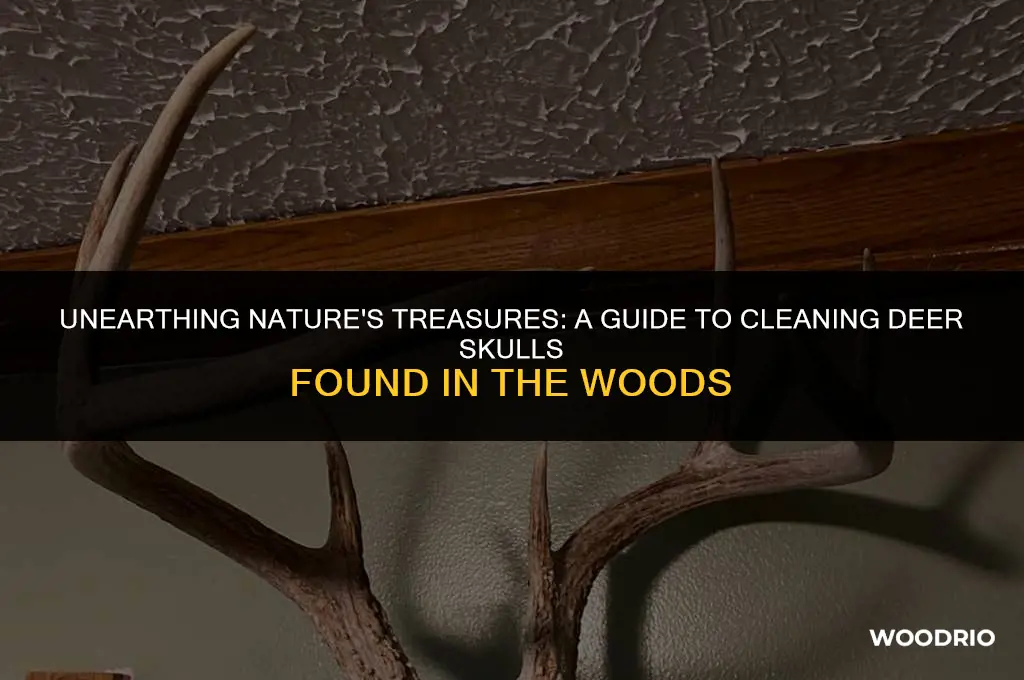 how to clean a deer skull found in the woods