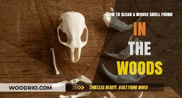 Nature's Keepsake: Cleaning and Preserving a Mouse Skull Found in the Woods