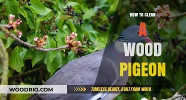 Mastering the Art of Cleaning a Wood Pigeon: A Step-by-Step Guide