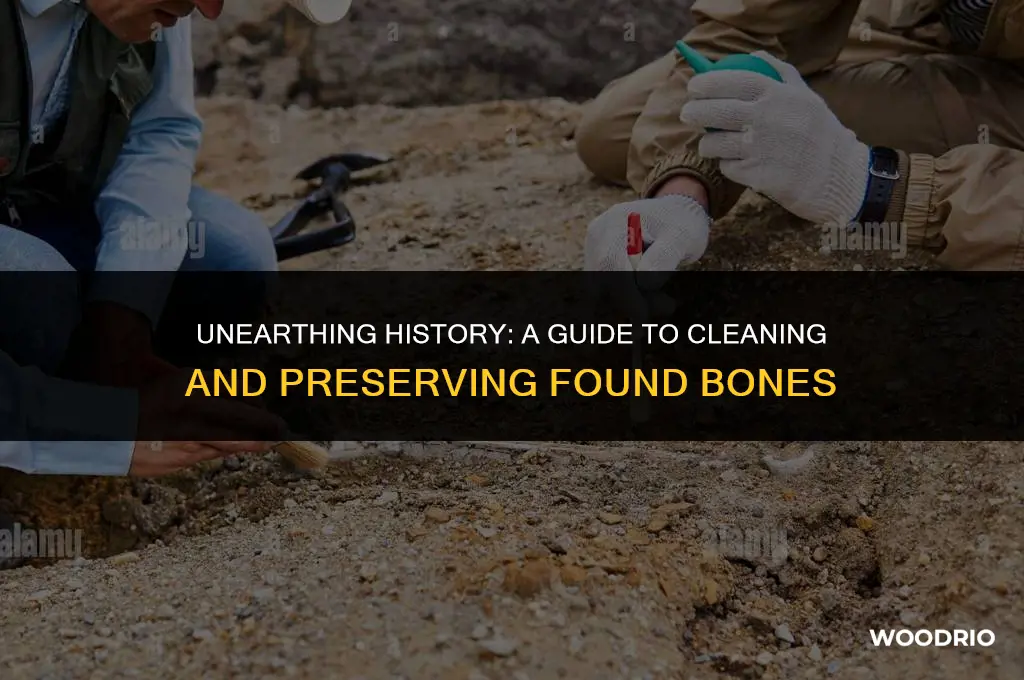 how to clean bones found in the woods