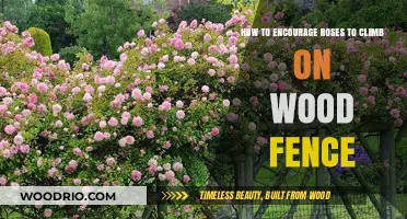 Guiding Roses: Tips for Climbing Wooden Fences