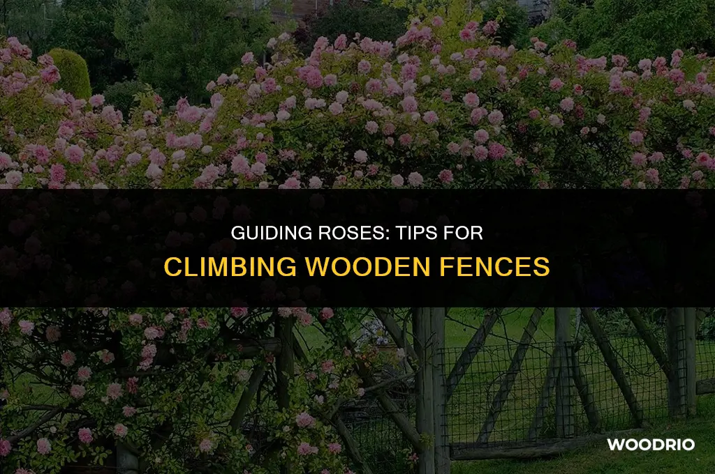 how to encourage roses to climb on wood fence