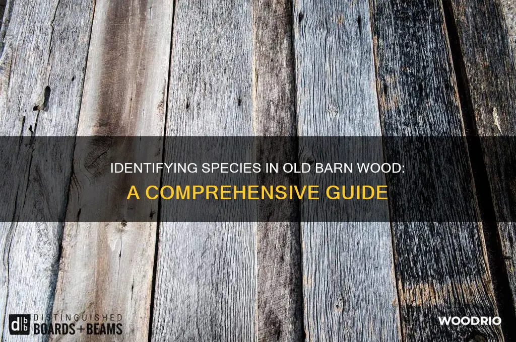 how to find out the species of old barn wood